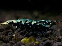 lol竞猜大厅 -WI疏?N&amp;jJ蟒>袩的简单介绍